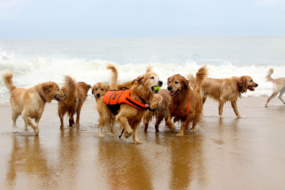 Dewey Beach Golden Jubilee: Celebrating 50 Years of Coastal Bliss