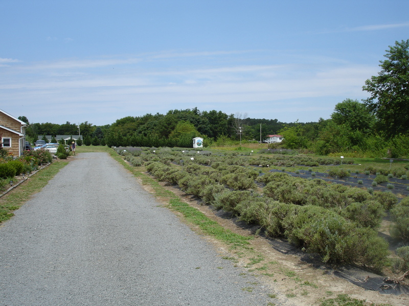 Lavender Fields Farm At Warrington Manor