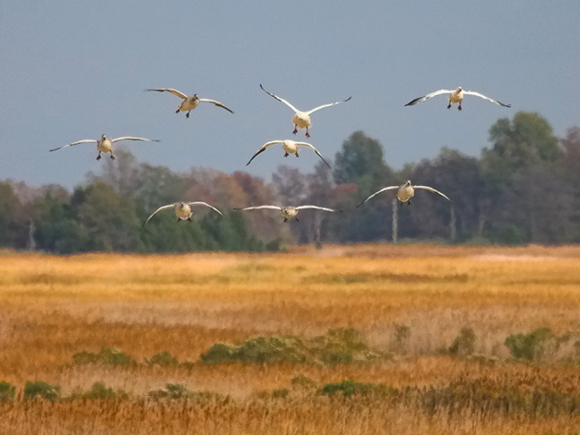 Woodland Beach Wildlife Area Woodland Beach Wildlife Area