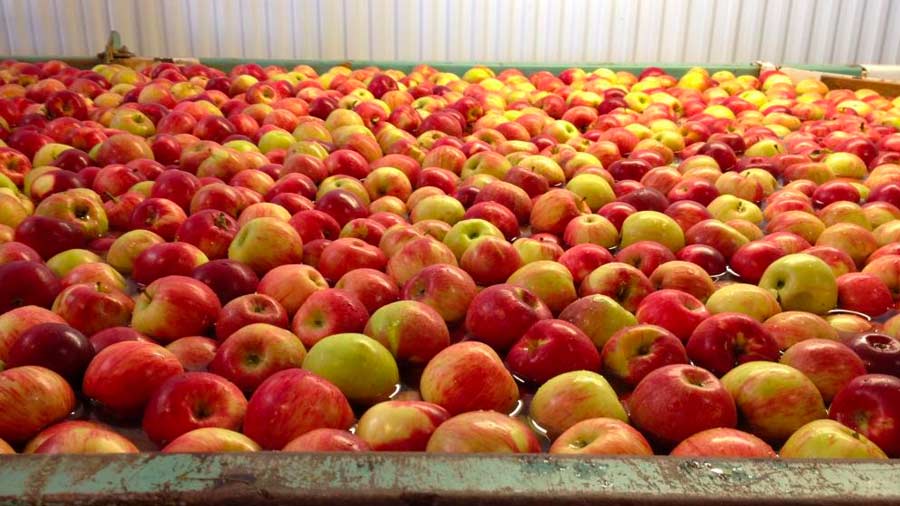 Blondee Apples - Tuttle Orchards