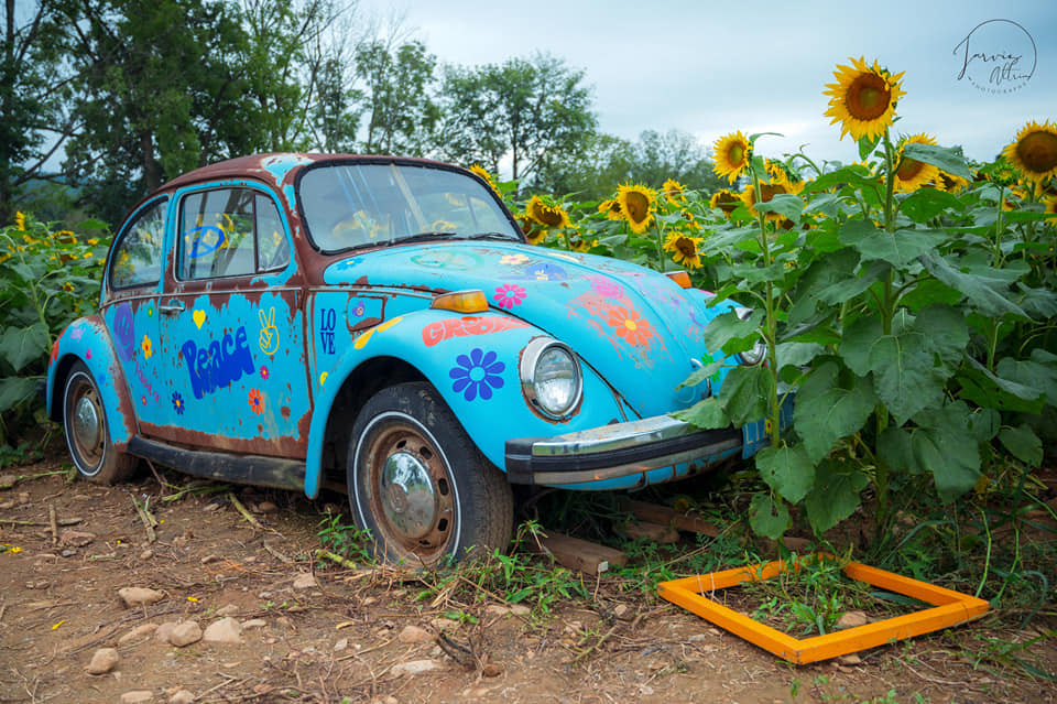 Sunflower Trail at Von Thun Farms in New Jersey Is Open for the Season -  Thrillist