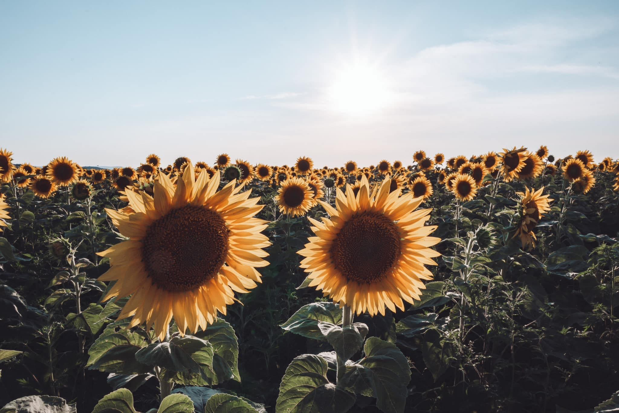 Spring - Sunflower Aesthetic All Over Graphic Tee by By Brije