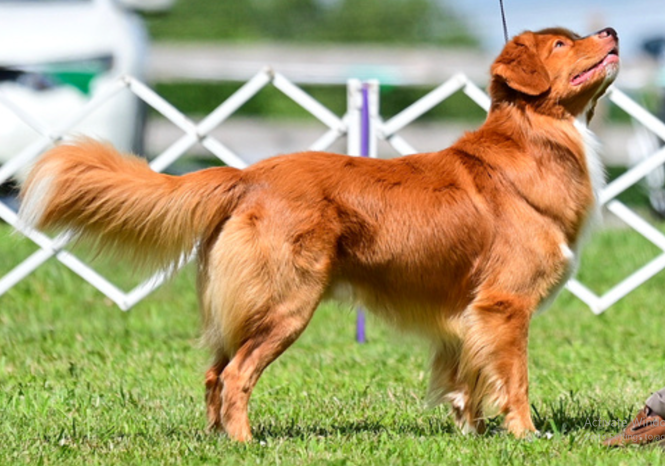 National dog show nova store scotia duck tolling retriever