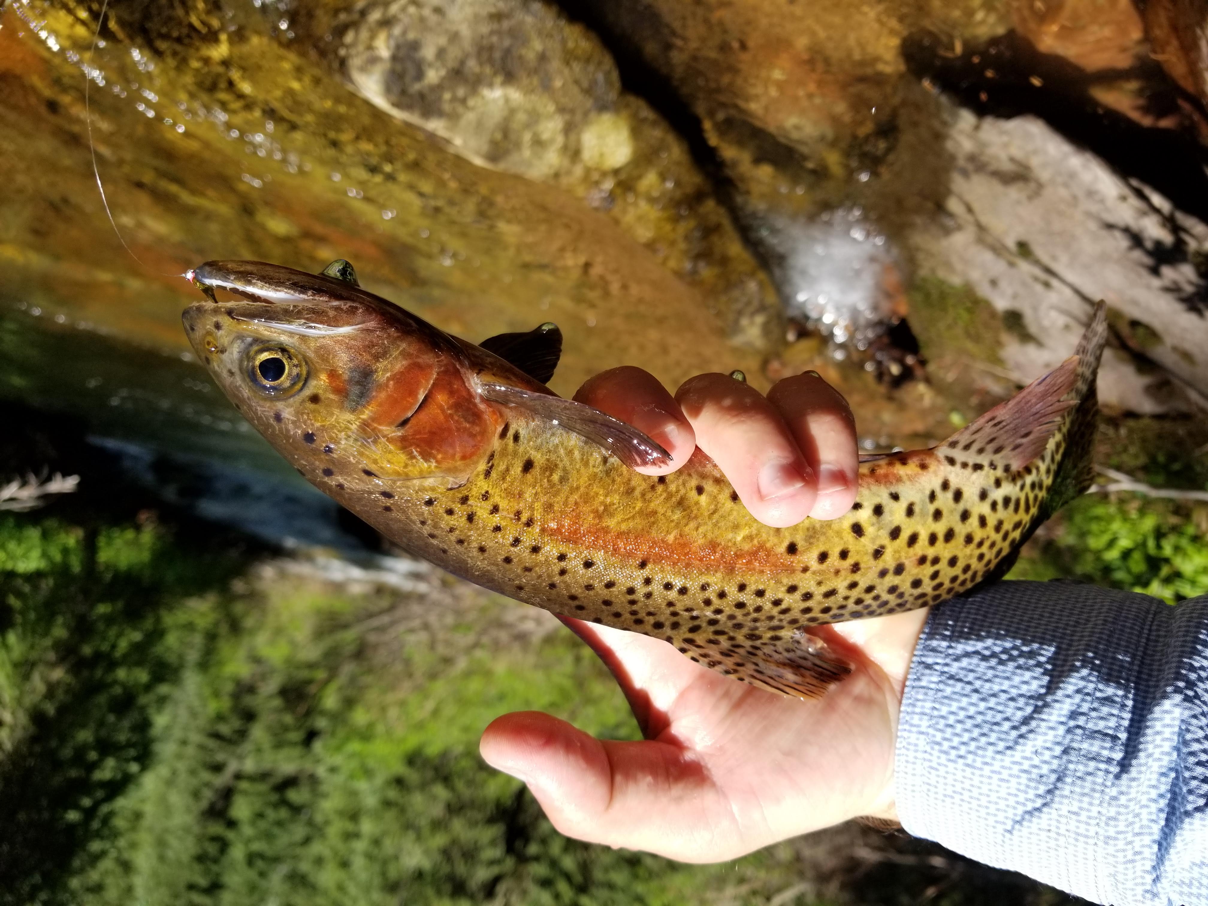 Fly Fishing Southern Colorado: An Angler's Guide (The Pruett