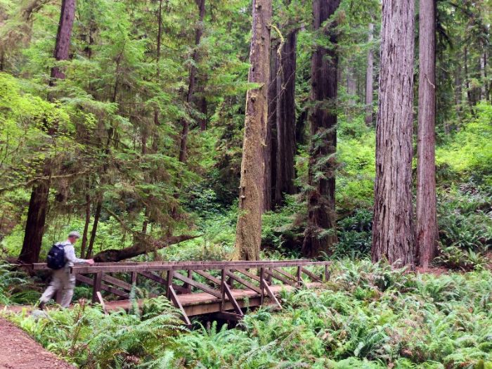 Prairie creek redwoods state park outlet hikes