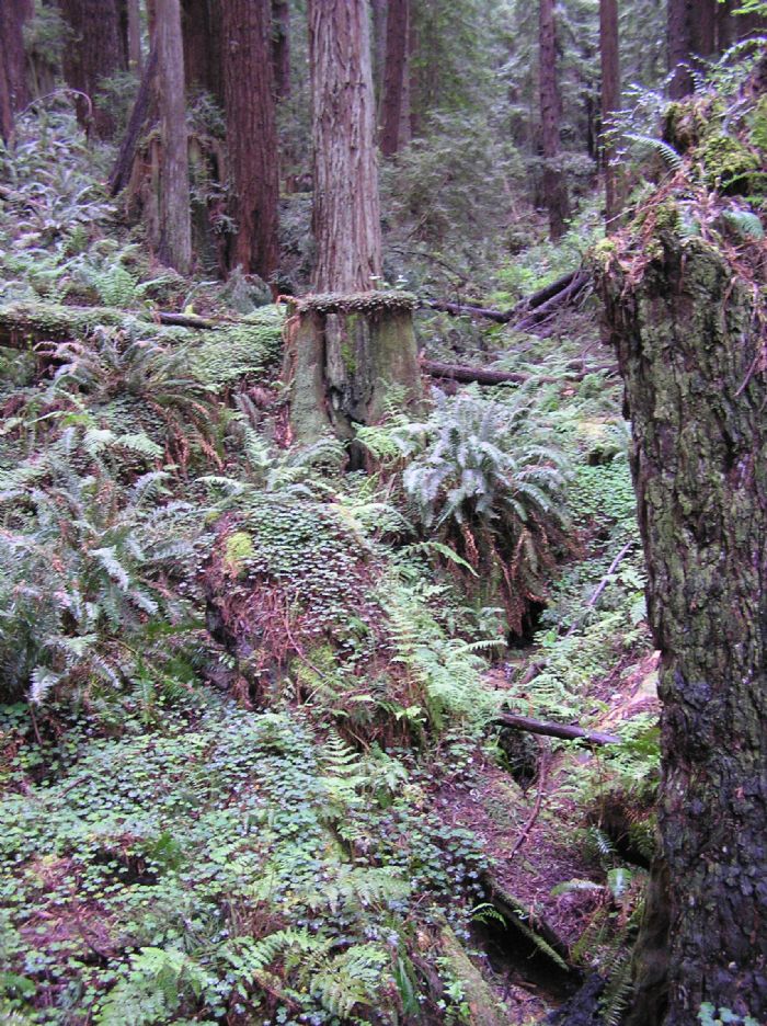 Arcata Community Forest Smaller Cities Charting A Path To Carbon