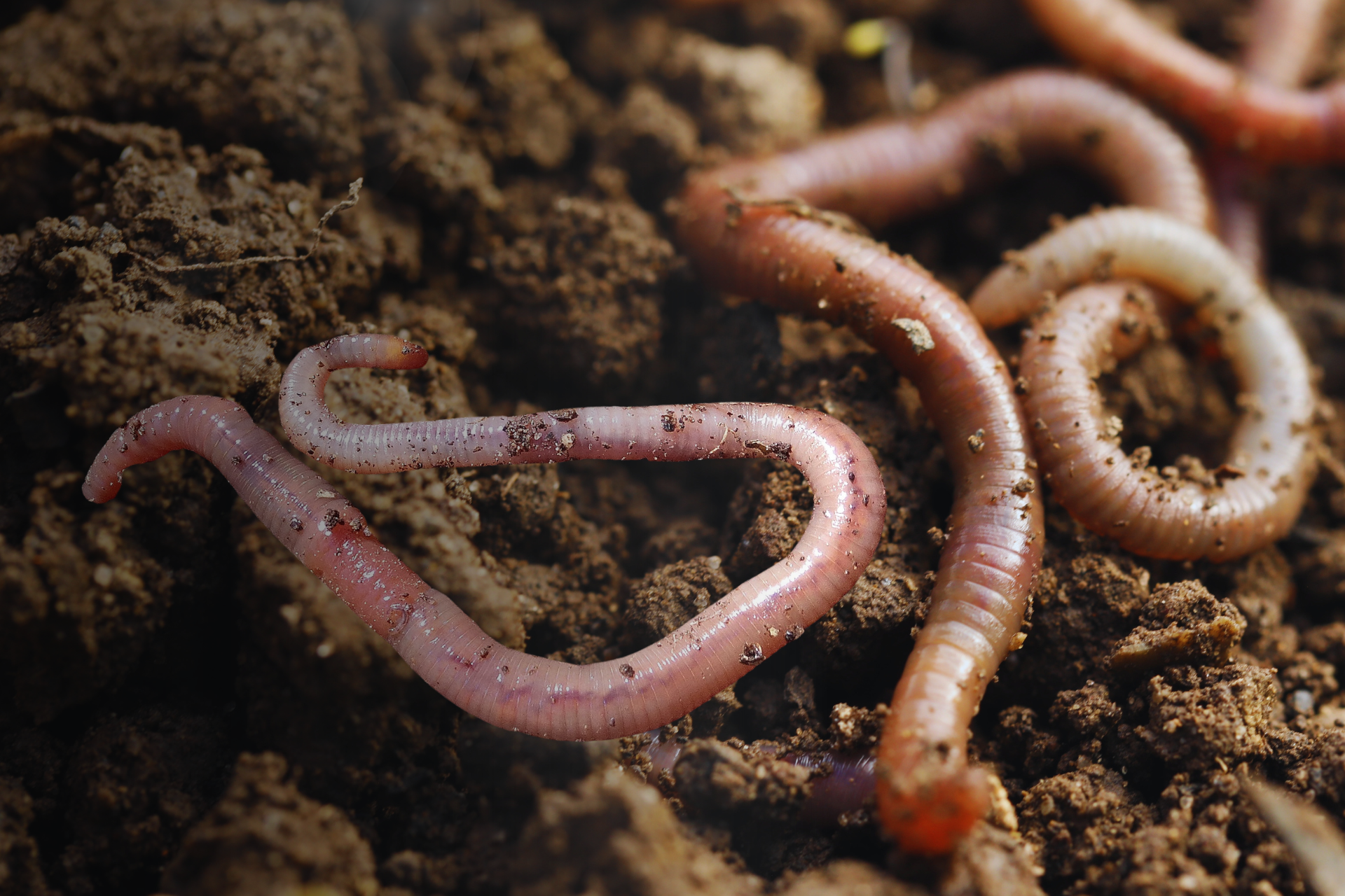 Homeschool STEMagination: Rot and Roll with Compost