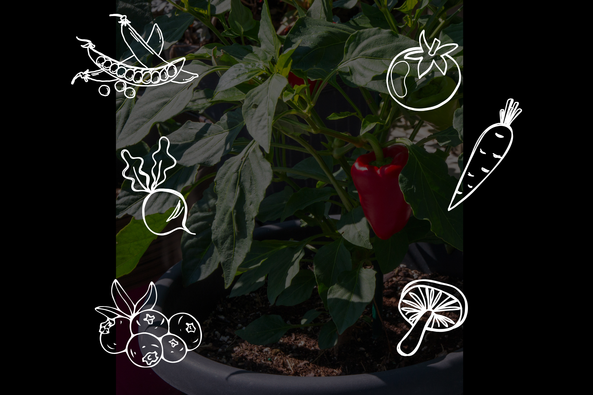 Intro to Container Gardening