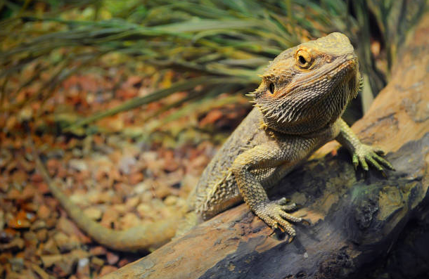 Repticon Fayetteville
