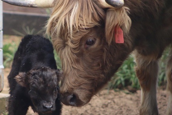 Sweet Valley All Access Farm Tour