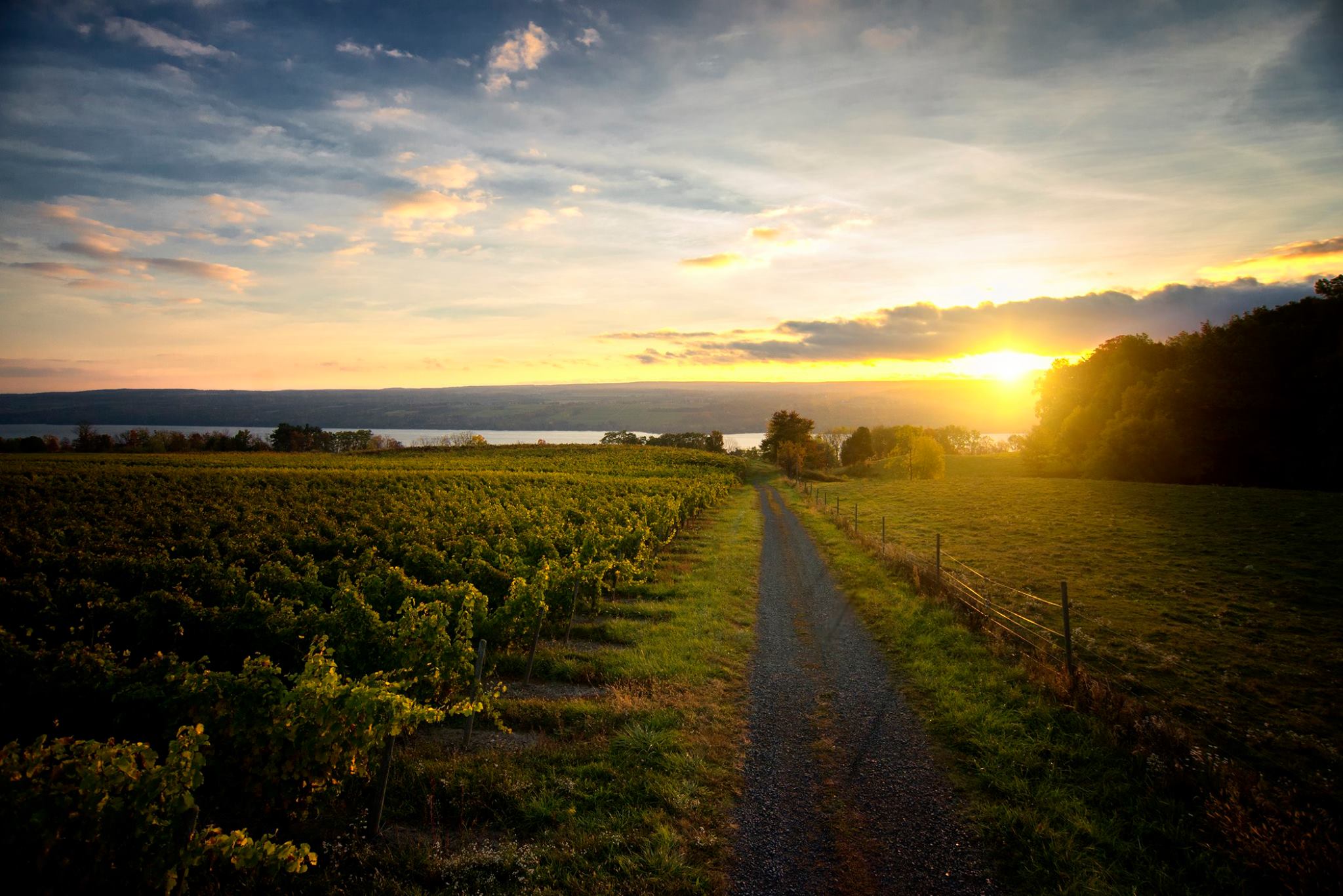 Cortland Apples - Fulkerson Winery - Finger Lakes Winery - Seneca