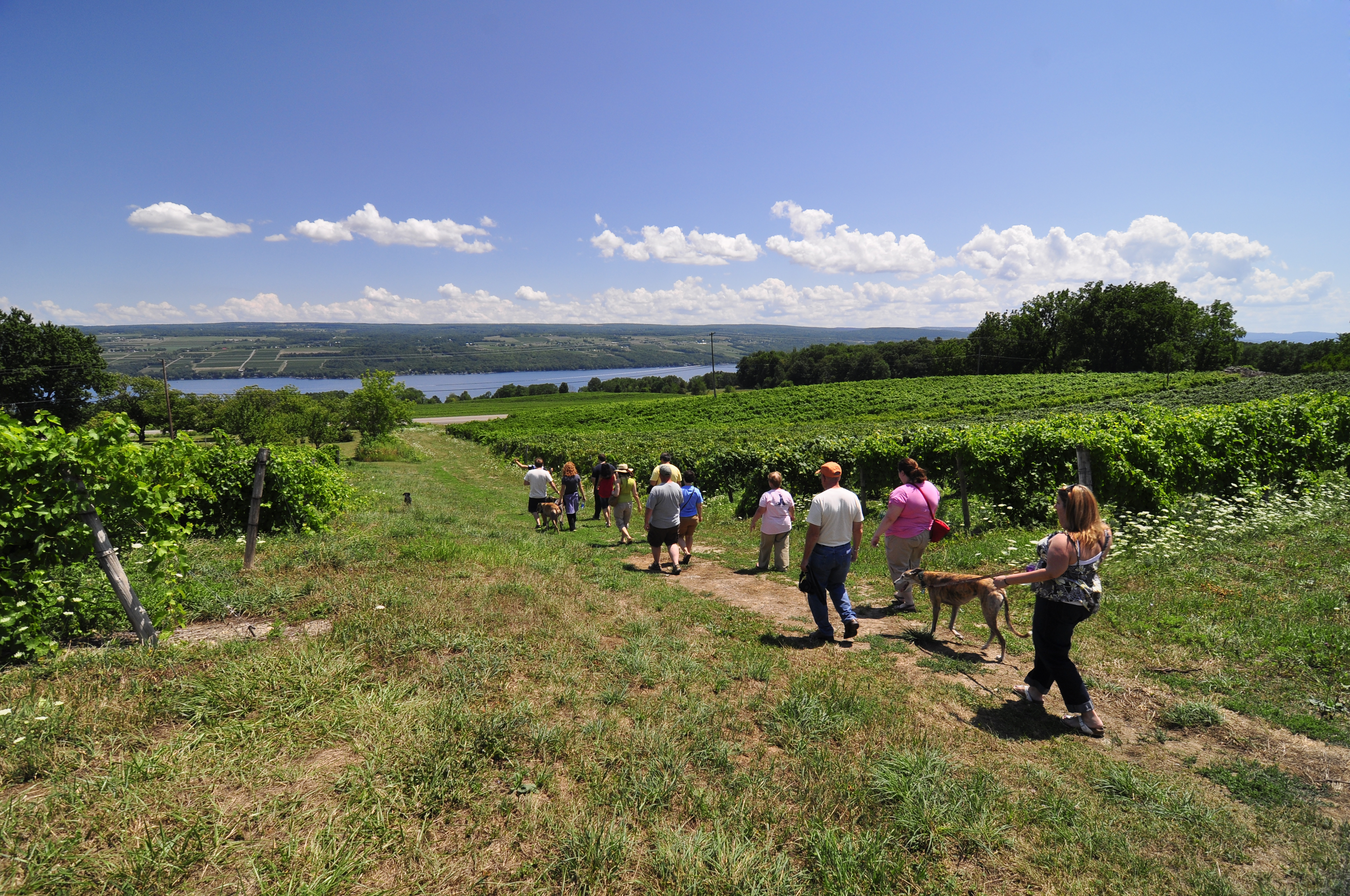 Gale Gala Apples - Fulkerson Winery - Finger Lakes Winery - Seneca Lake  Wine Trail