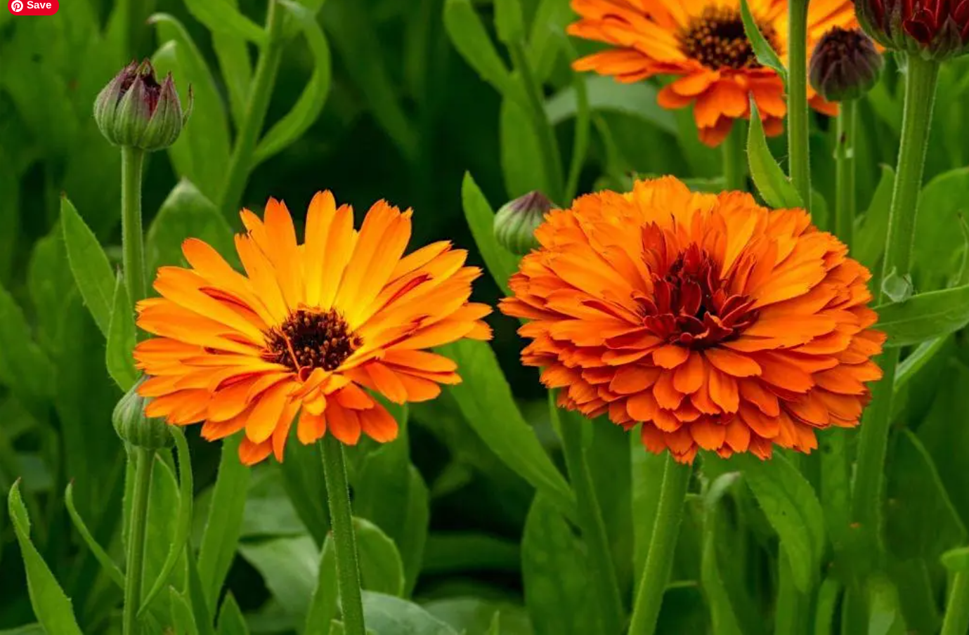 THE HERBS・ザハーブス・OIL CALENDULA（オイルカレンドラ） Herbal Allies: Calendula Oil | Jefferson, MD
