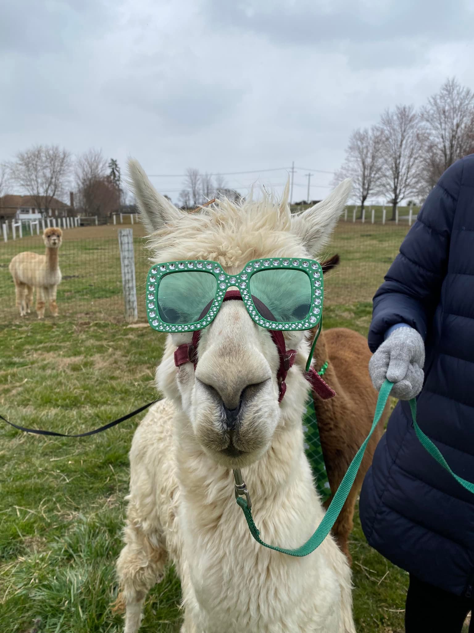 Whispering Meadows Alpaca | Mount Airy, MD