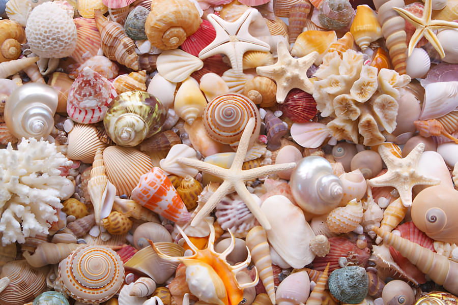 Broward Shell Club 59th Annual Shell Show January 24-25, 2026
