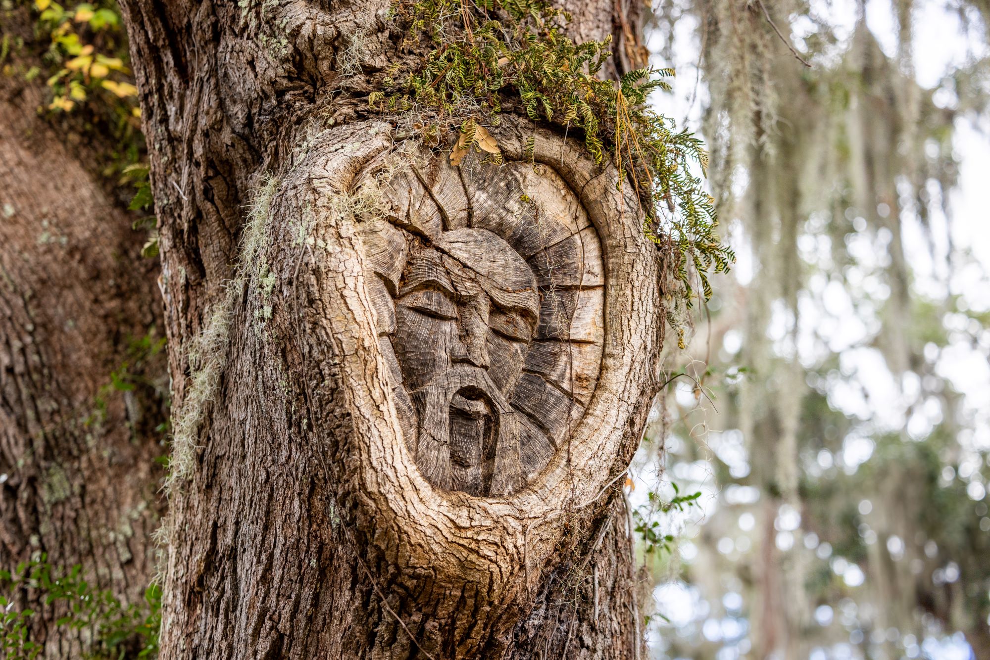 Gascoigne Bluff Park Tree Spirit