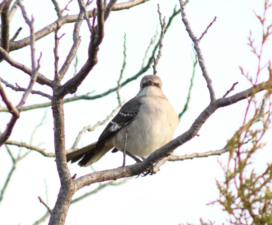 1st Saturday Bird Walk