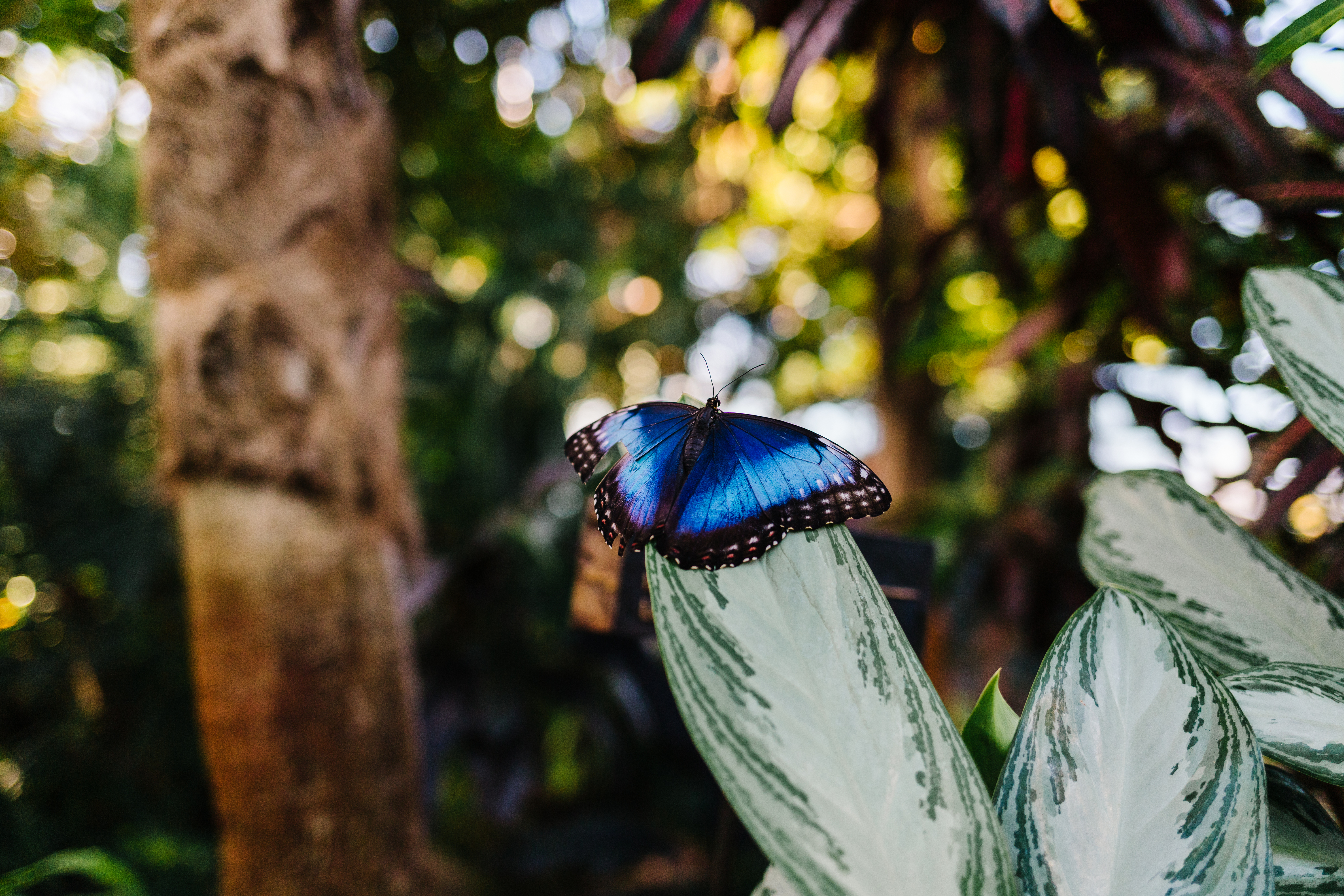 Butterflies Around The Fountain: Rio 2