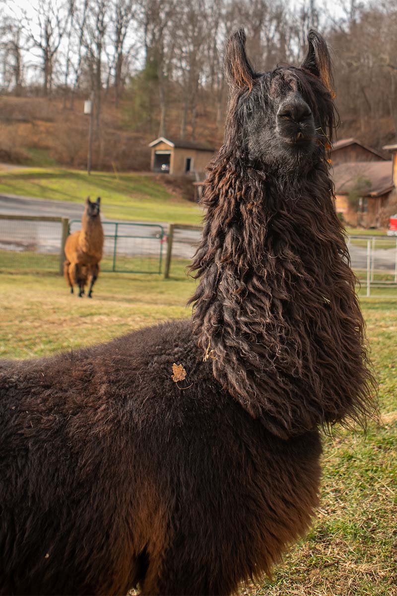 image-lost-world-caverns-llamas 800x1200