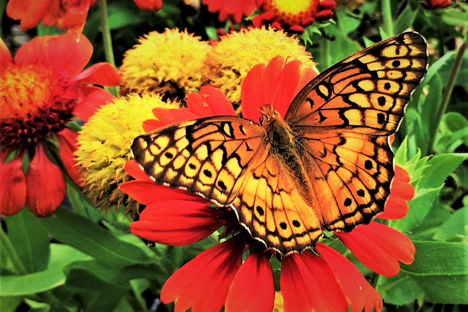 BUTTERFLY - Butterfly   コファレイトFL Yahoo!オークション - 卓球ラケット コファレイト ALC FL 黒蝶