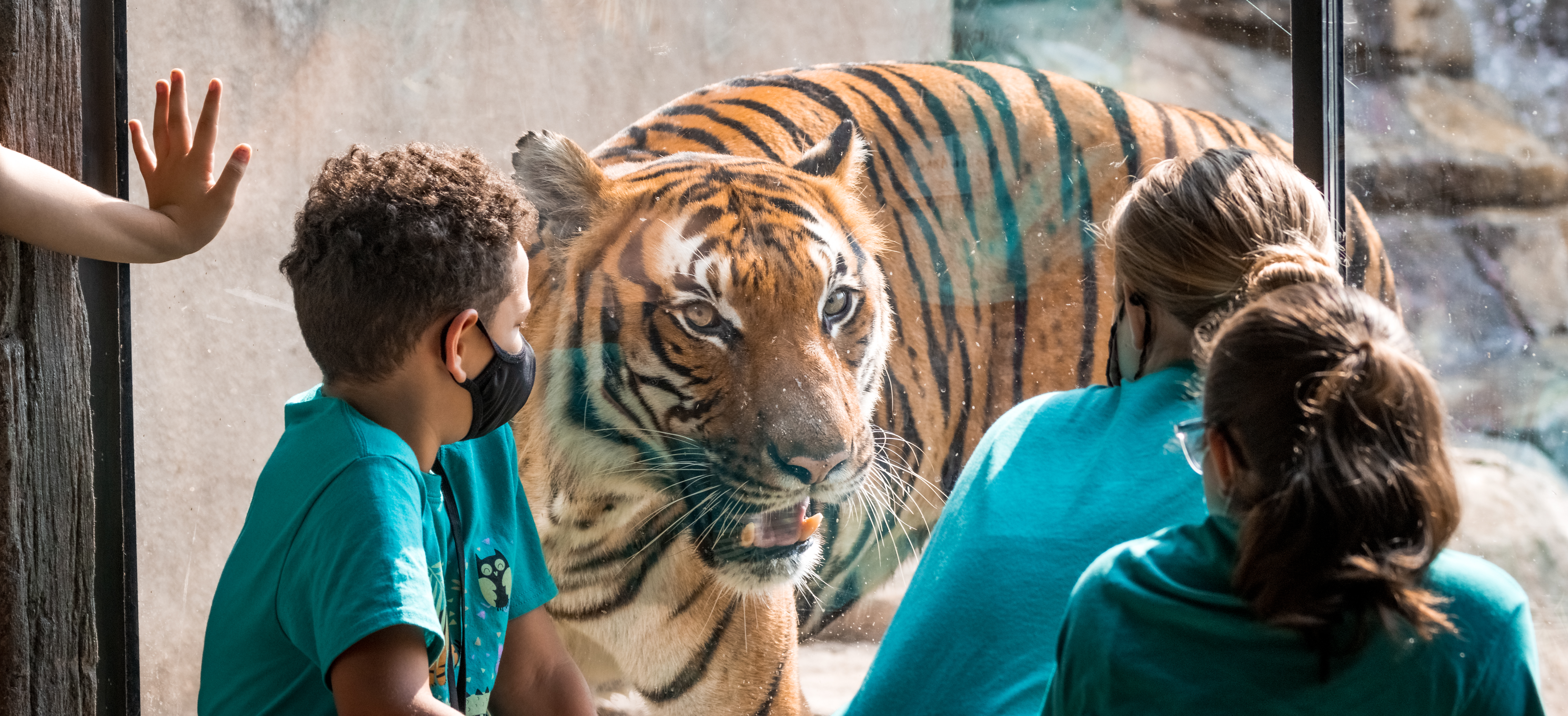 Tulsa Zoo Announces Malayan Tiger Cub Name - TulsaKids Magazine