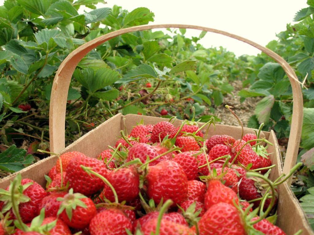 Strawberries-on-9030-