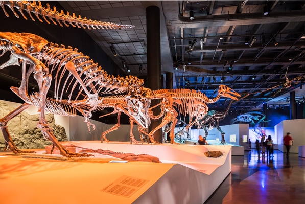 Houston Museum of Natural Science | Things To Do in Houston, TX