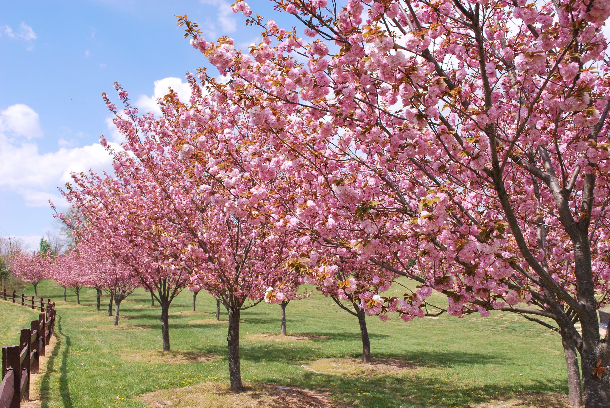 Blossoms of Hope | Ellicott City, MD 21042