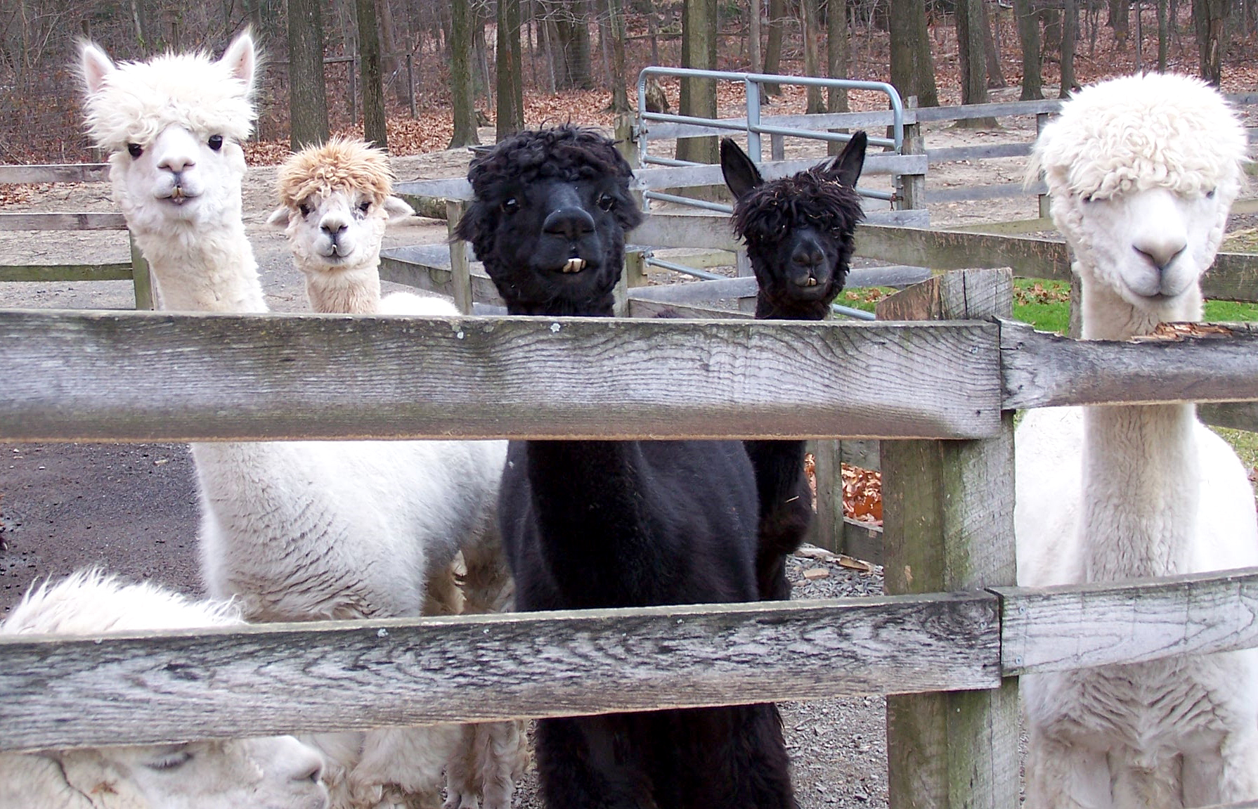 e3-TerraceMtnAlpacas-