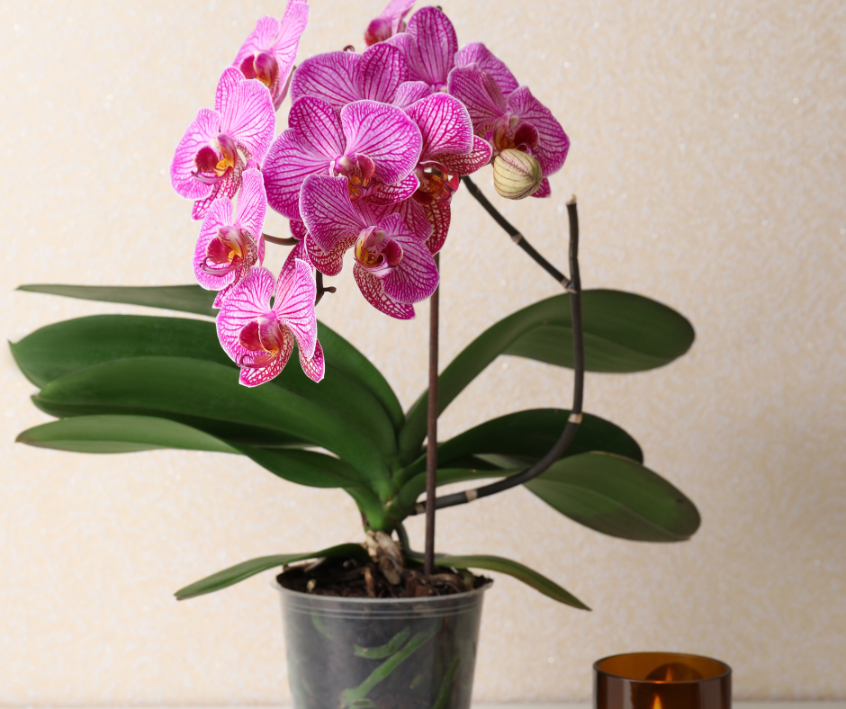 Visual on one reason you need to repot store bought orchids : r/orchids