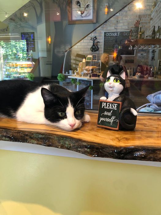 Bloomington cat café opens for business, pet fostering