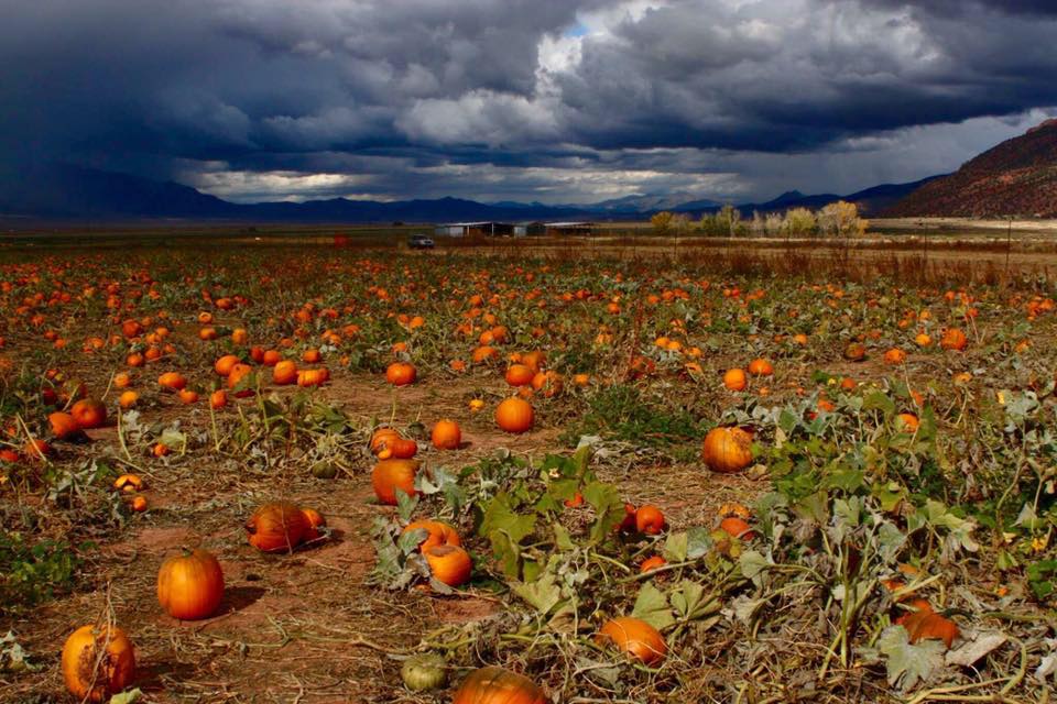 Judd Pumpkin Patch