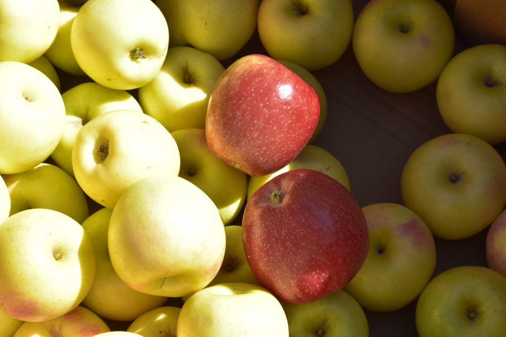 Apple Festival