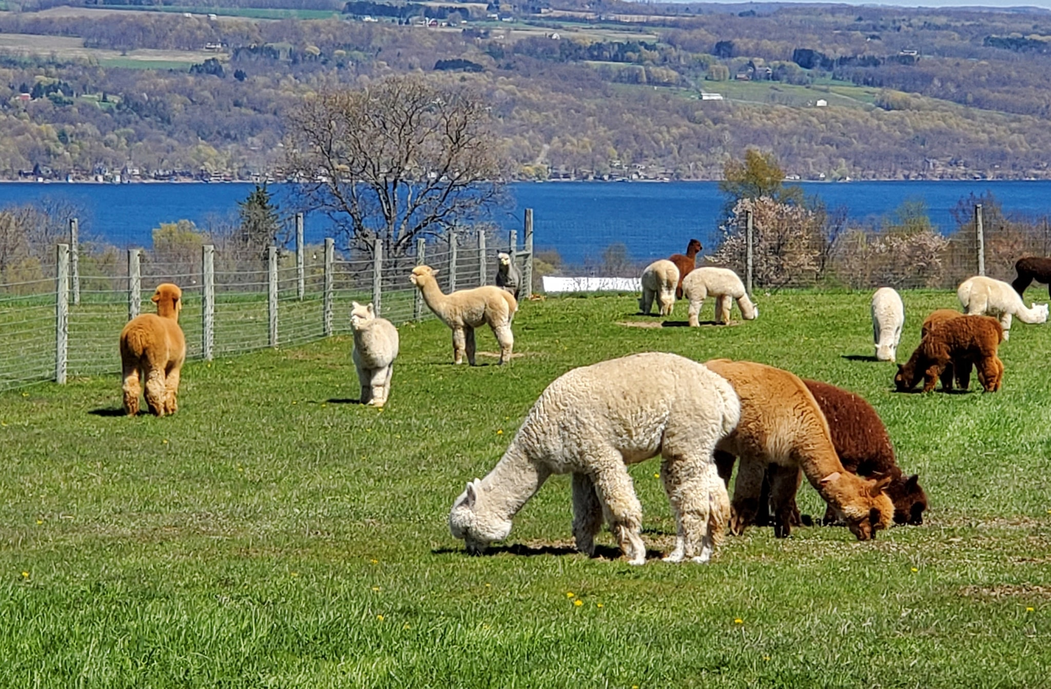 Hat- Yeti Alpaca Cap – Timber View Farm Alpacas