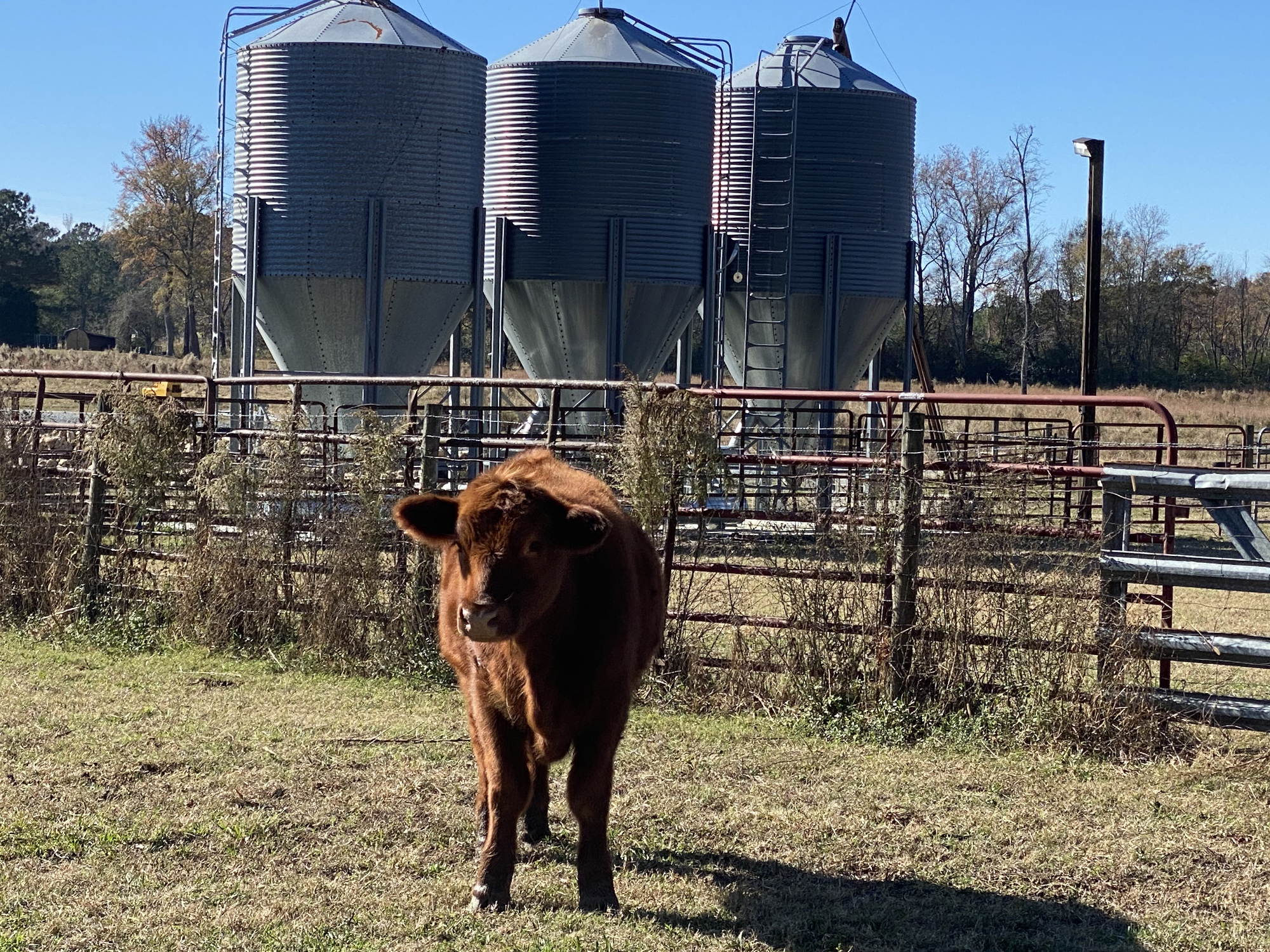 Misty Ridge Farm