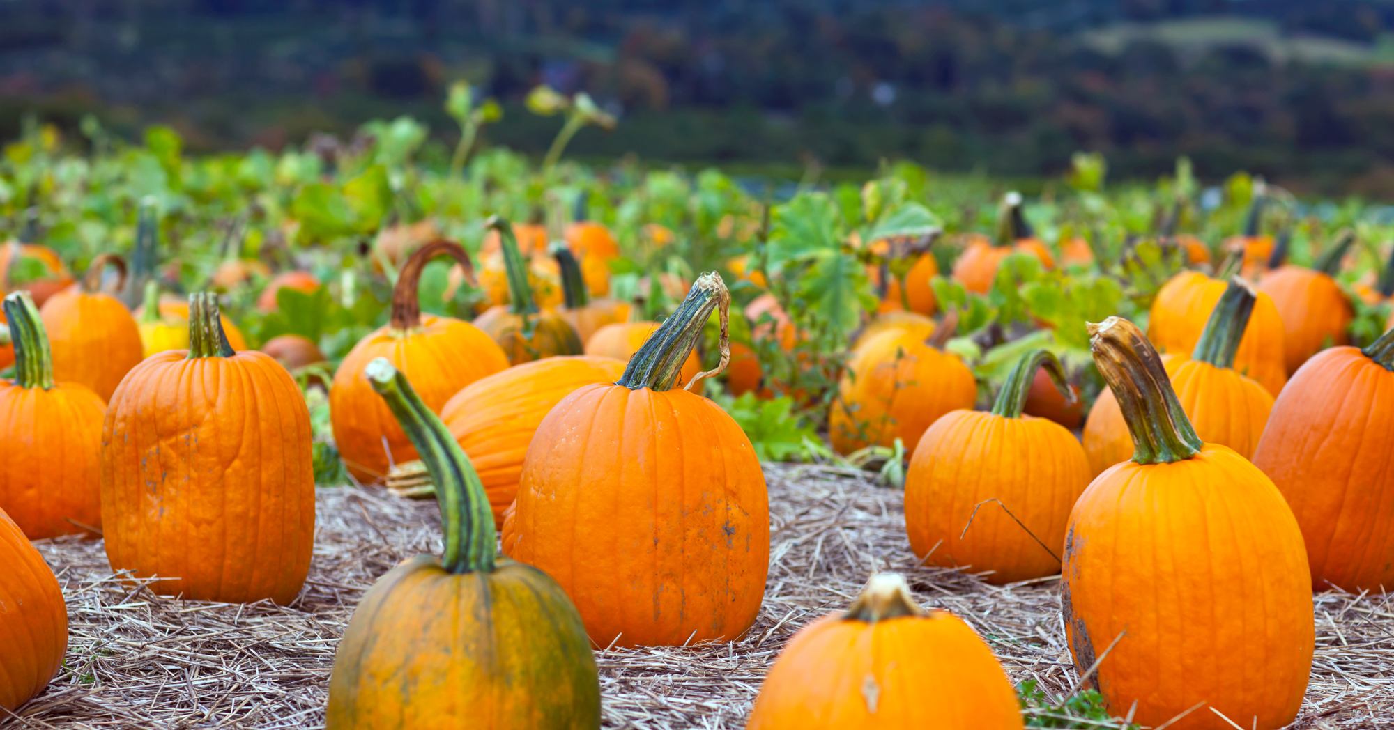 JoCo Community Market and Pumpkin Fest