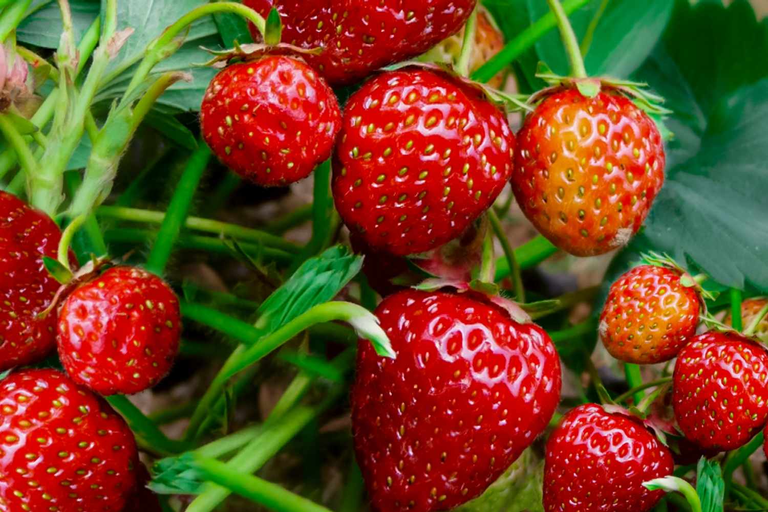 Inaugural Strawberry Festival at Hand Picked Nursery