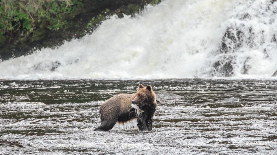 I work at Bear Creek Outfitters Alaska. We typically take folks