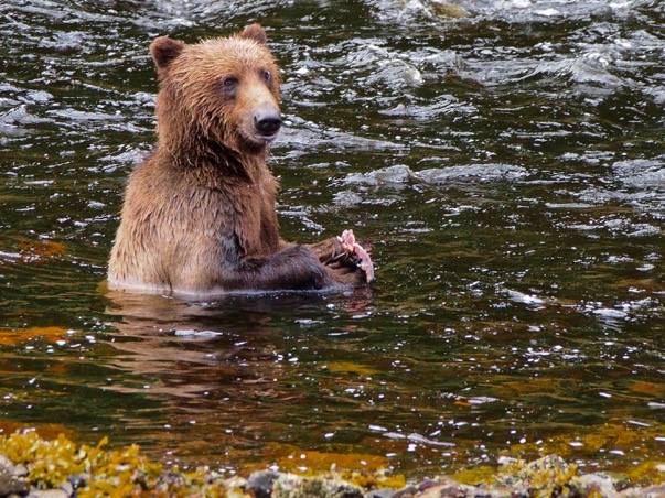 Bear Creek Outfitters