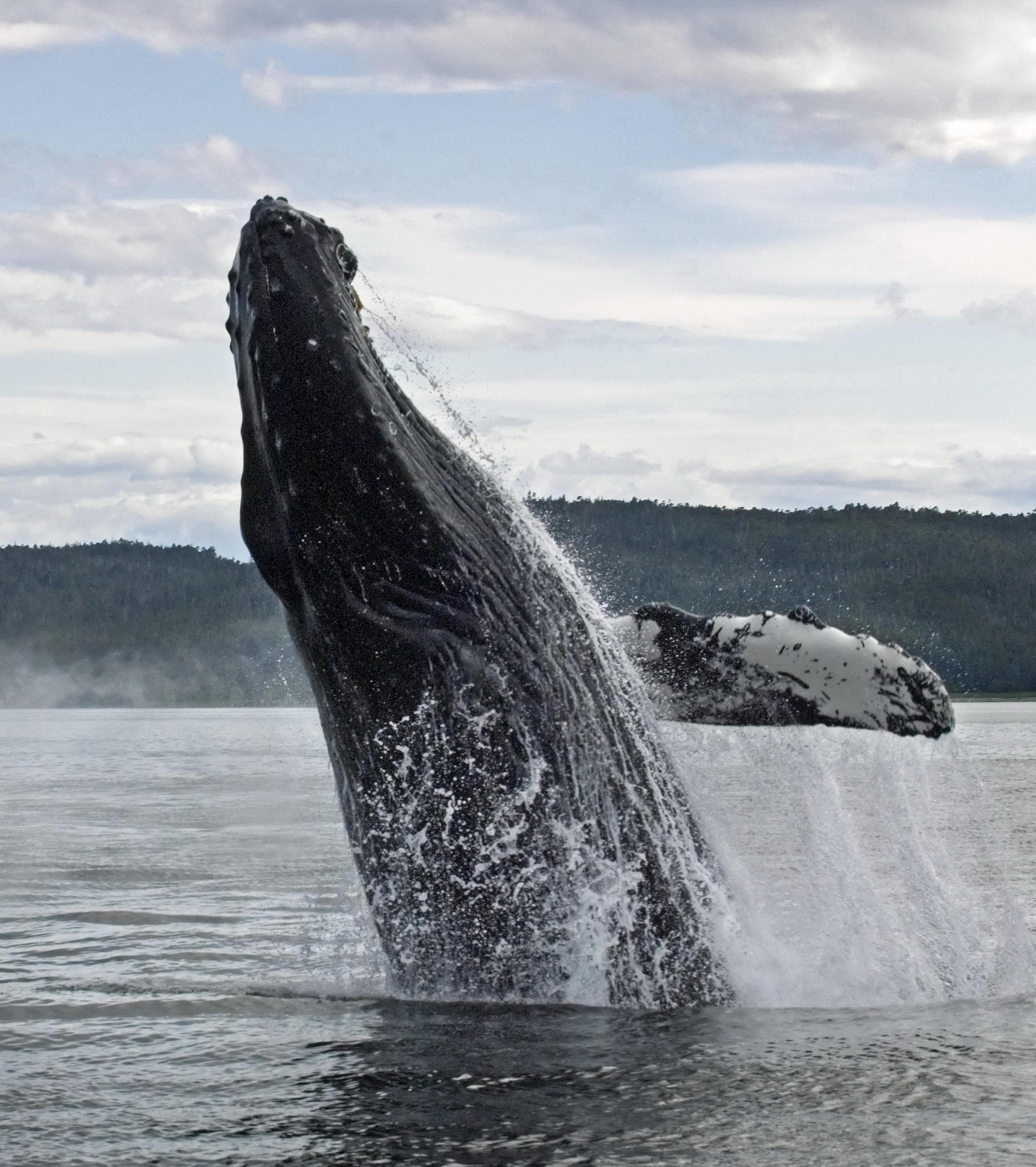Alaska Fjordlines Inc. Whale Watching