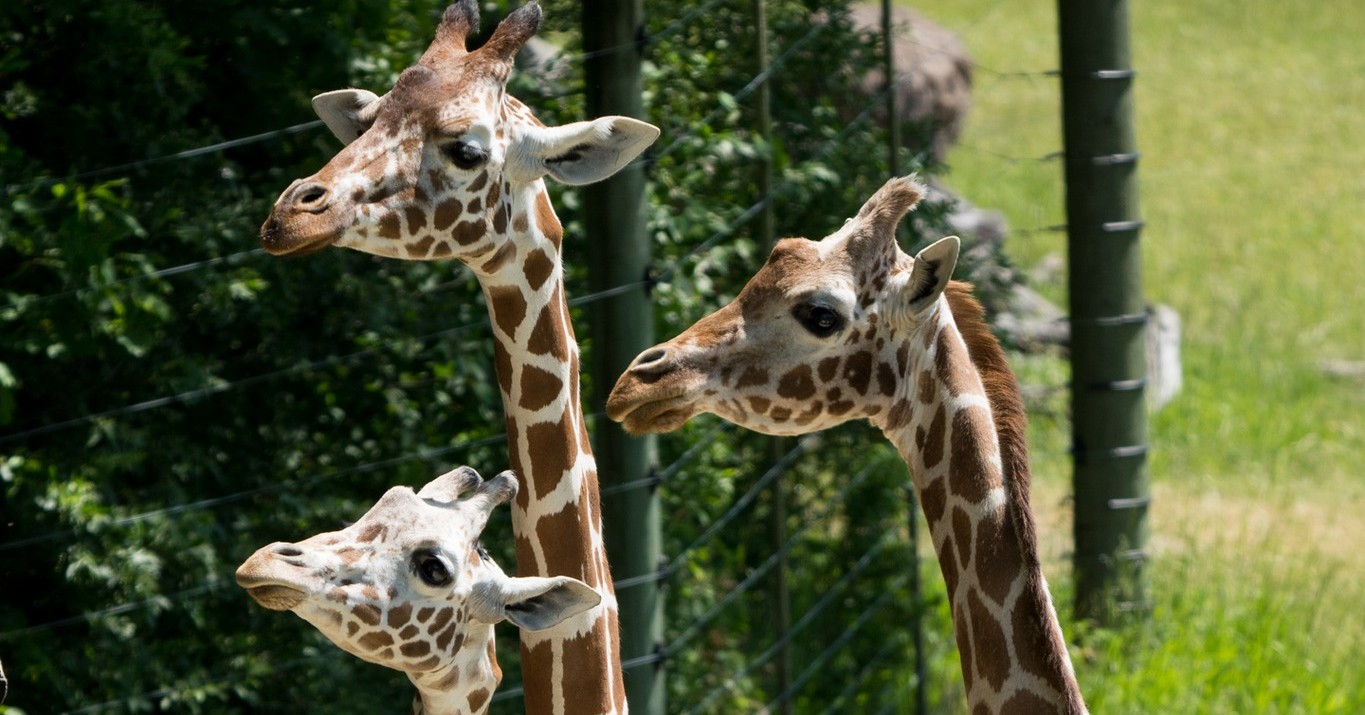 zooページです Discover Kalamazoo | Binder Park Zoo
