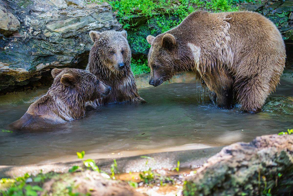 Independence Park Zoo