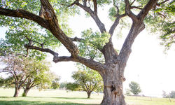CiCo Park