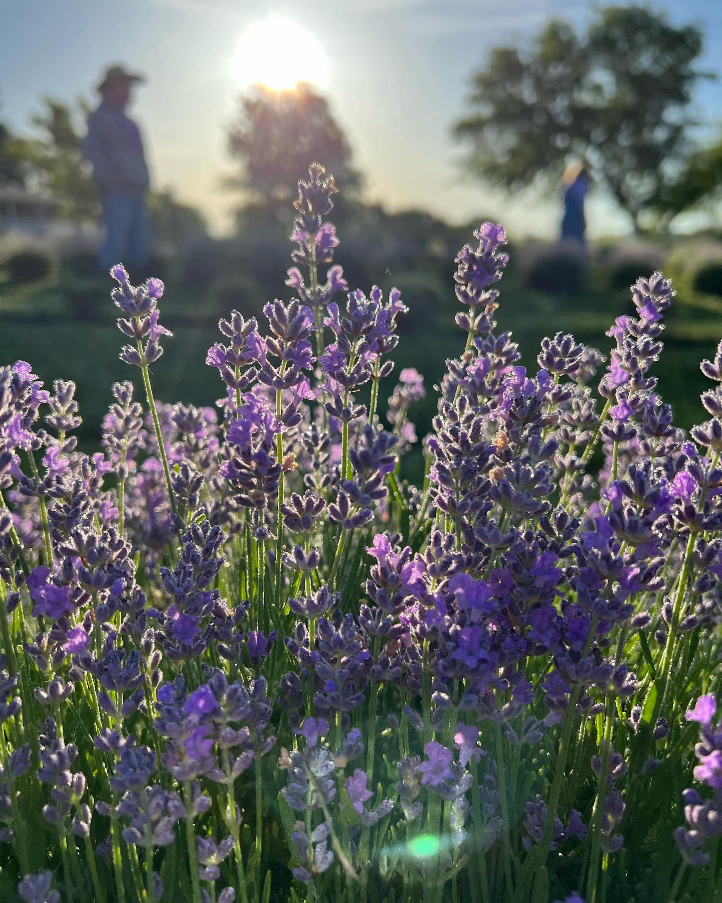 Four Sisters Lavender Farm LLC - Douglass KS, 67039