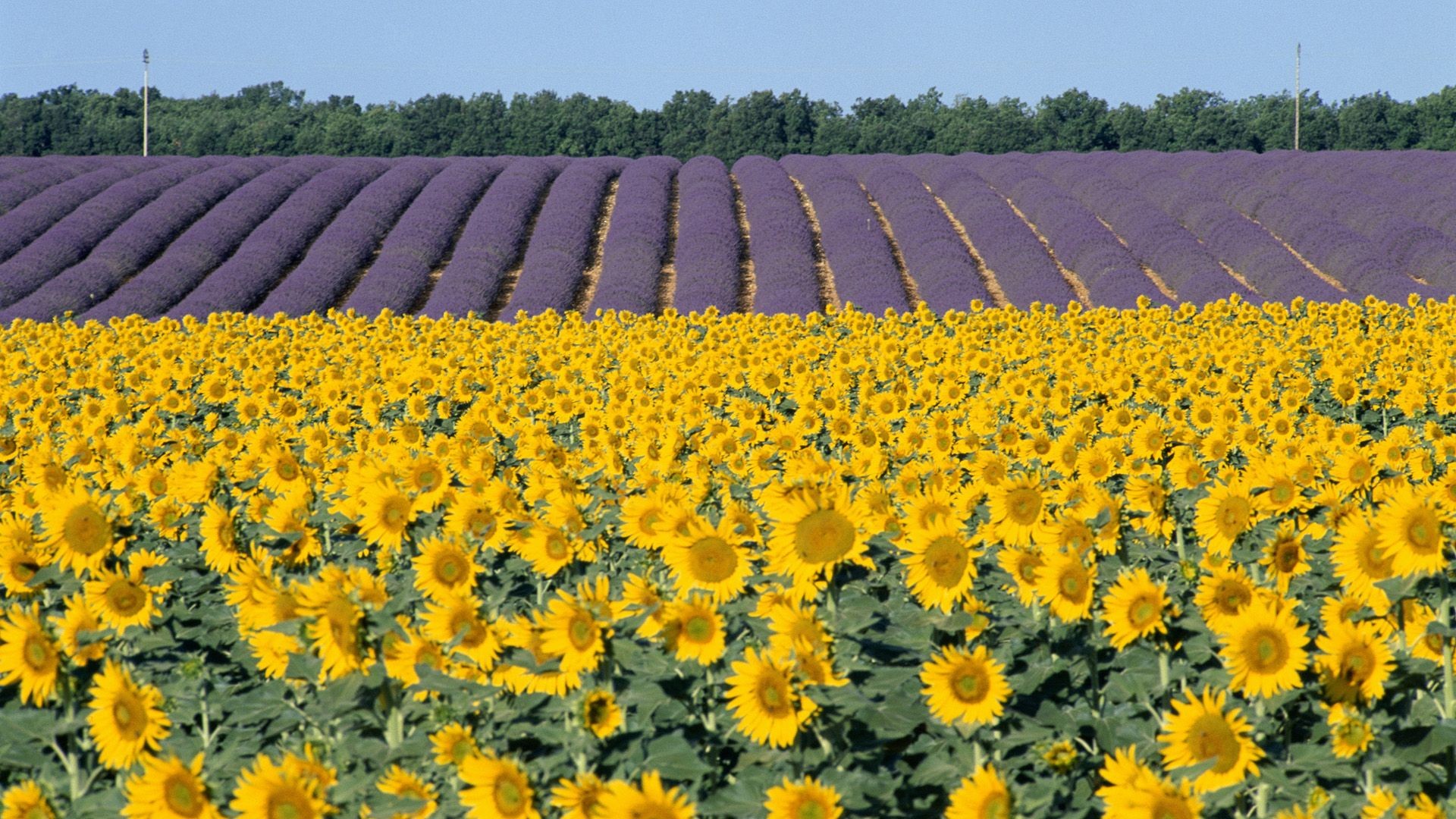 TURNER FLOWERS LLC - Ottawa KS, 66067