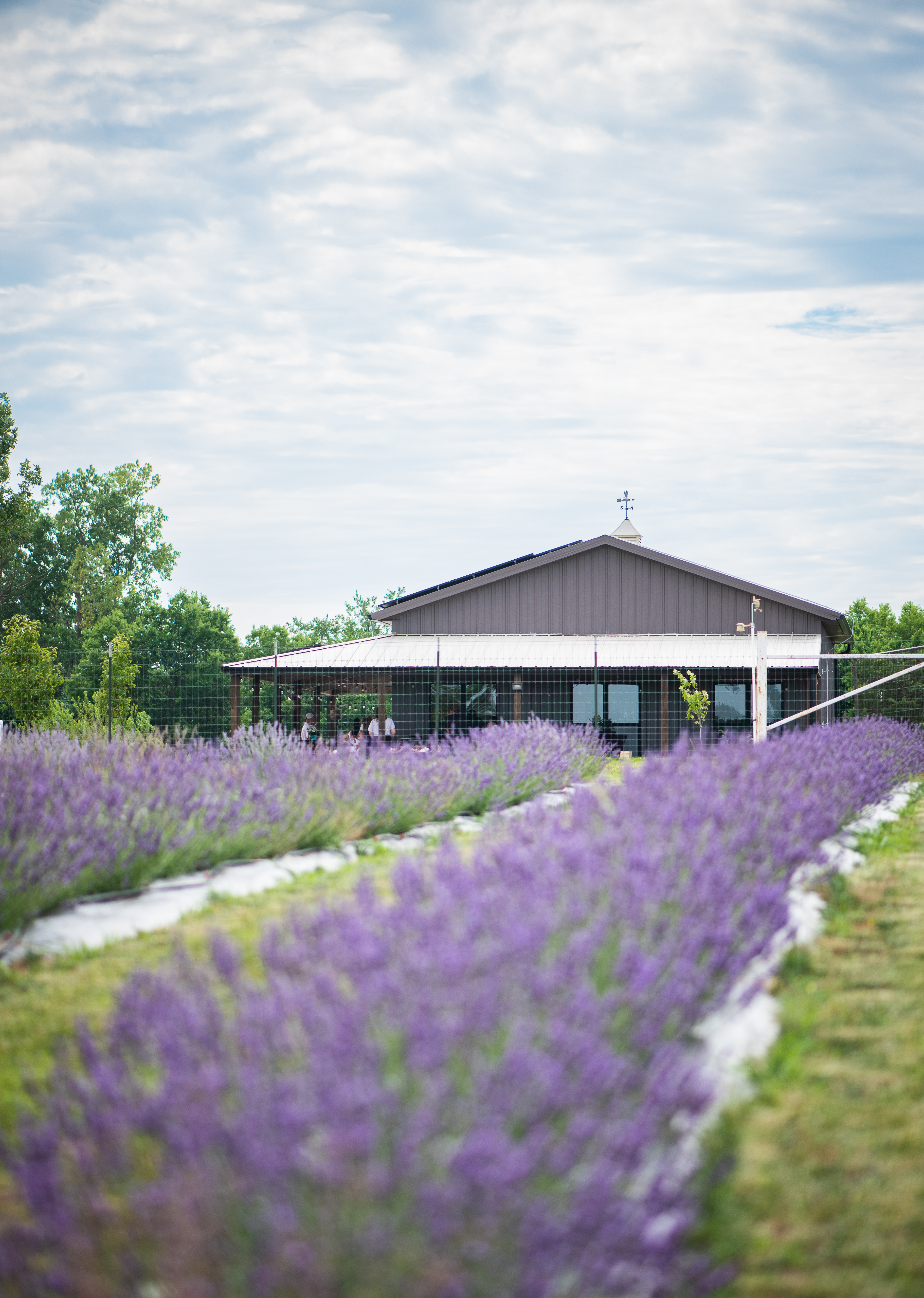 Purple Meadows Lavender Farm, LLC - Spring Hill KS, 66083