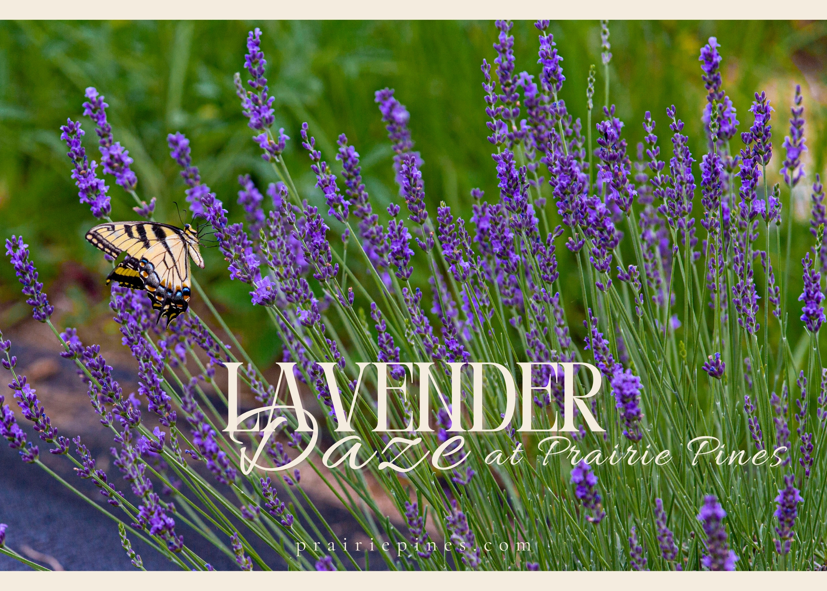 Lavender Daze at Prairie Pines - Maize, KS KS, 67101