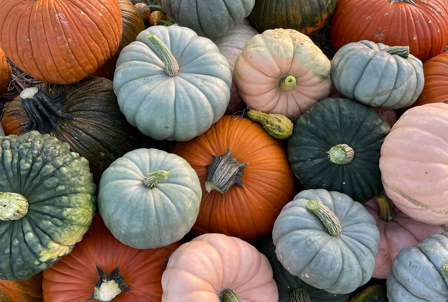 Jack Creek Salvage Pumpkin Patch - Penokee KS, 67642