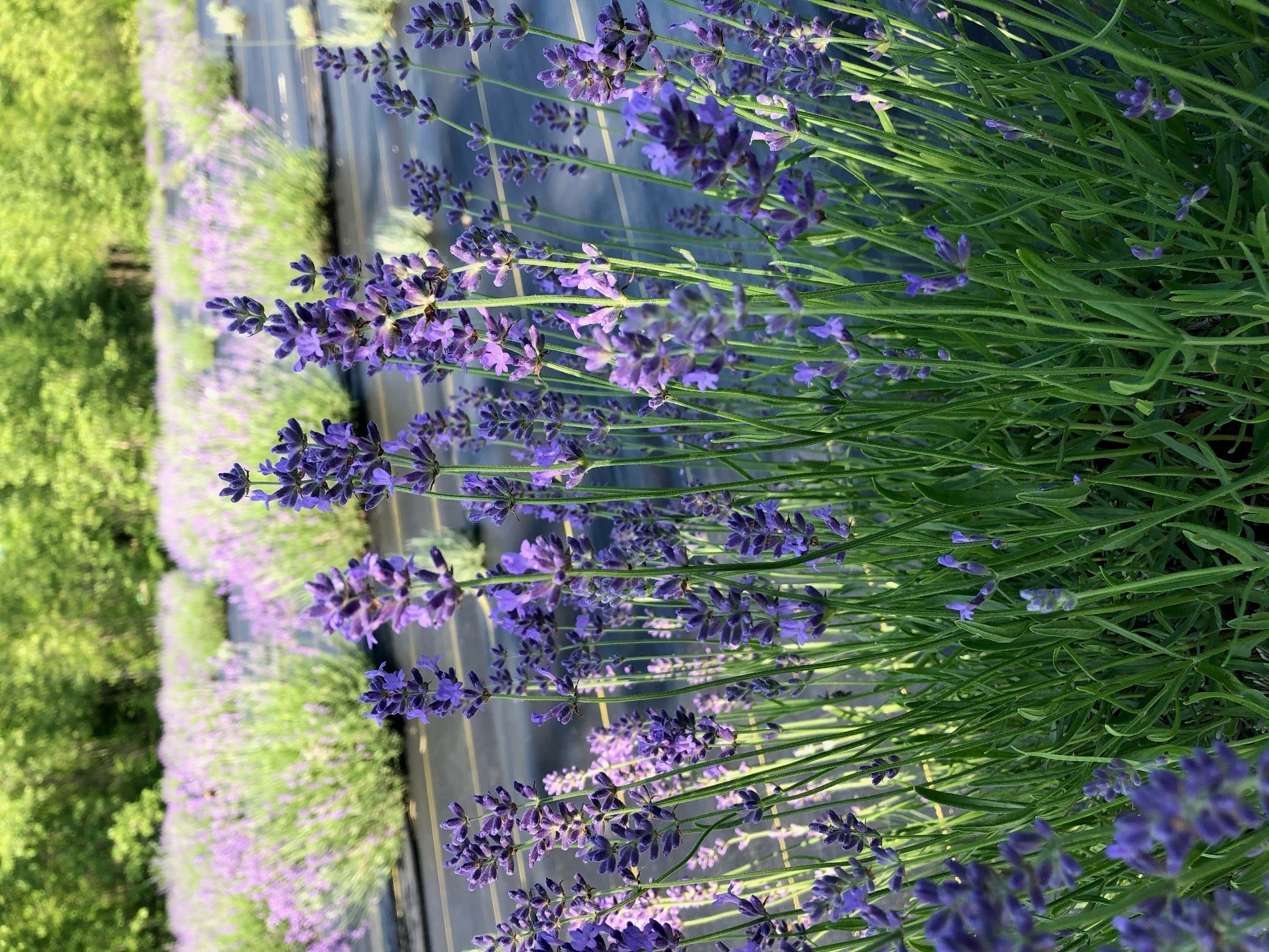 Kansas%Lavender%Farm%Online%Boutique%Flower%Truck%shop% — Sweet Streams  Lavender