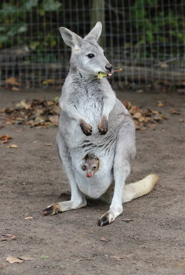 Kangaroo Creek Farm